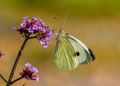 Large White Butterfly