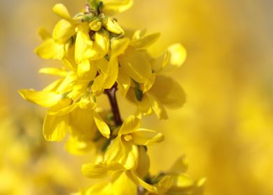 Forsythia