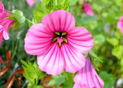 Mallow Flowers