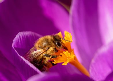 Crocus Bee