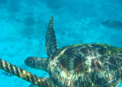 Thailand Turtle 