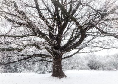 Frozen oak