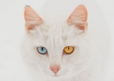 Heterochromia eye contact