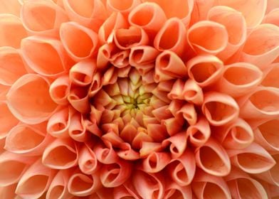 Orange Dahlia