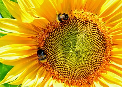 Big Sunflower