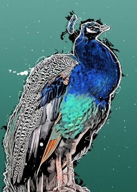 Peacock bird art