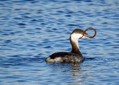 grebe sea blue eat