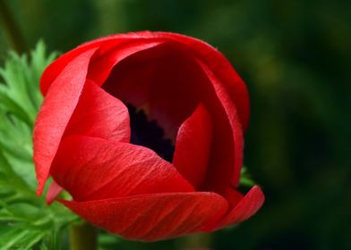 Red Flower