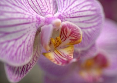 Orchid