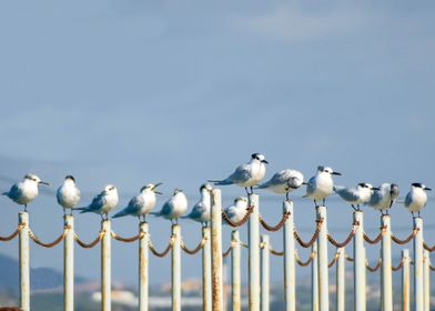 Group of Terns chillin