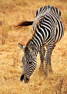 Grazing Zebra