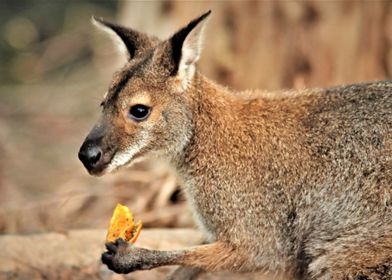 Cute Kangaroo