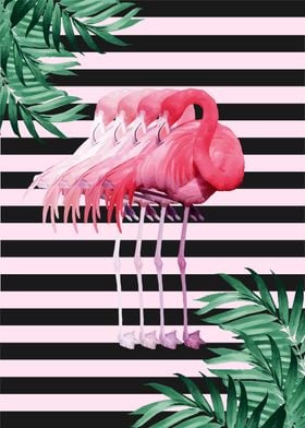 flamingo