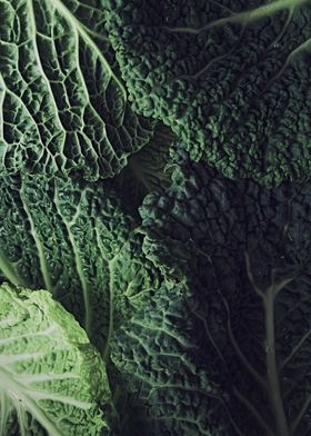 Detail of Savoy cabbage