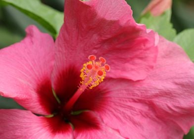 Hibiscus Pink Flower