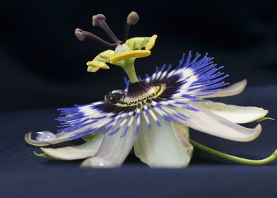 Passiflora Passionflower