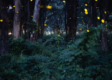 firefly night forest