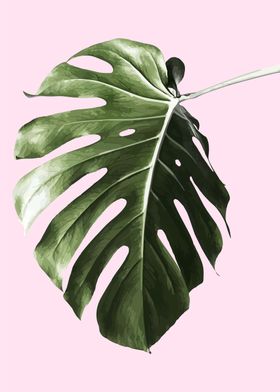 monstera