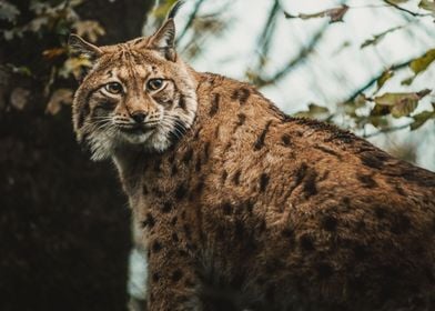 Lynx looking back