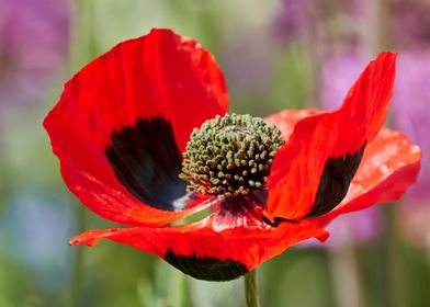 cultivated poppy 