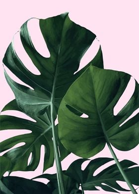 monstera