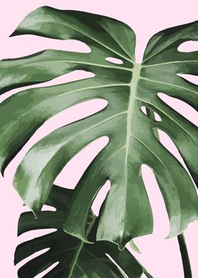 monstera