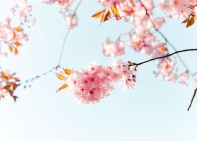 Sakura