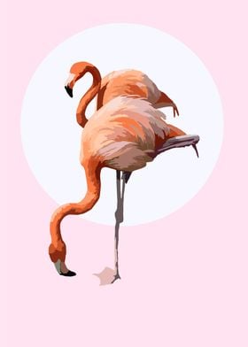 flamingos