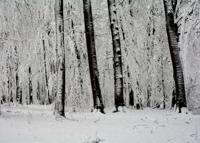 Snow trees