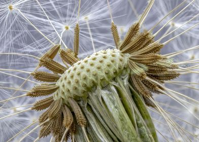 Dandelion