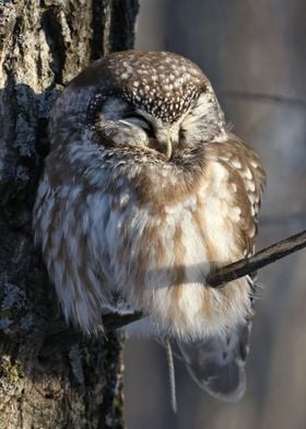 Sleepy boreal with prey