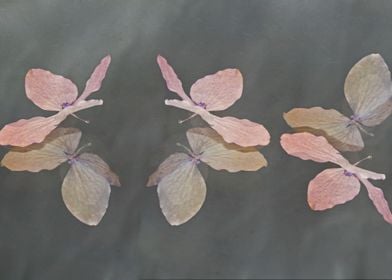 Pink hydrangea butterflies