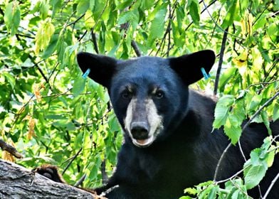 Gorgeous Black Bear