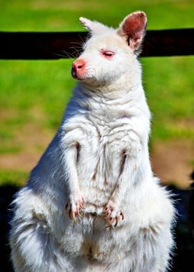 White Kangaroo