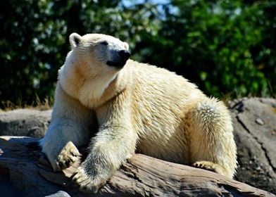 Beautiful Polar Bear