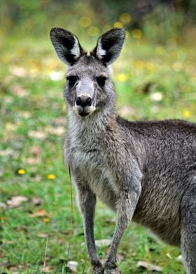 Very Cute Kangaroo