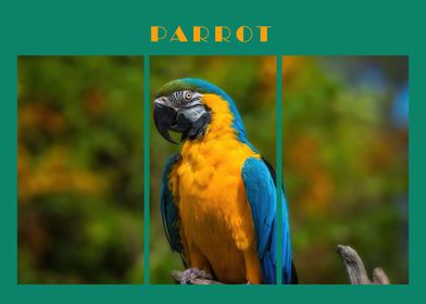 Parrot         