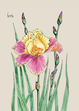 The iris flower