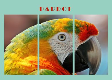 Parrot