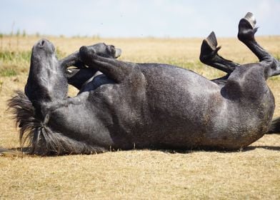 Sleep Horse