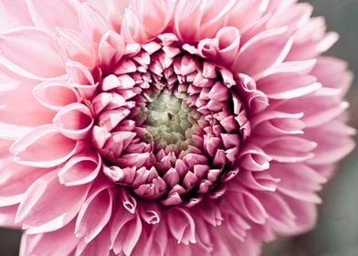 Pink Dahlia