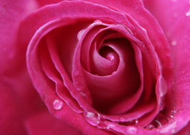 Pink Rose