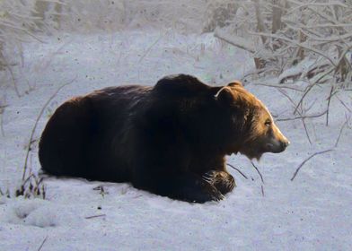 Brown bear in the snow