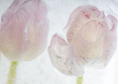 2 Tulips in ice