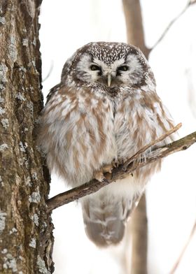 Fluffed up for winter