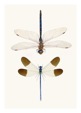 Two Rare Dragonflies