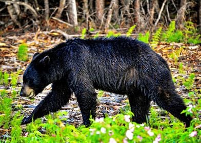 Black Bear In The Woods