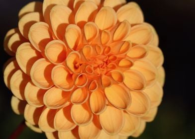 Orange Dahlia