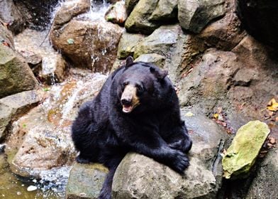 Cute Black Bear