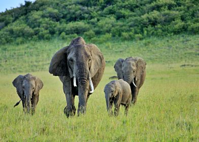 Elephants Walk With Babies